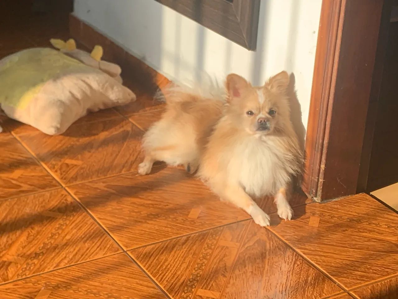 Doa- se cachorros 