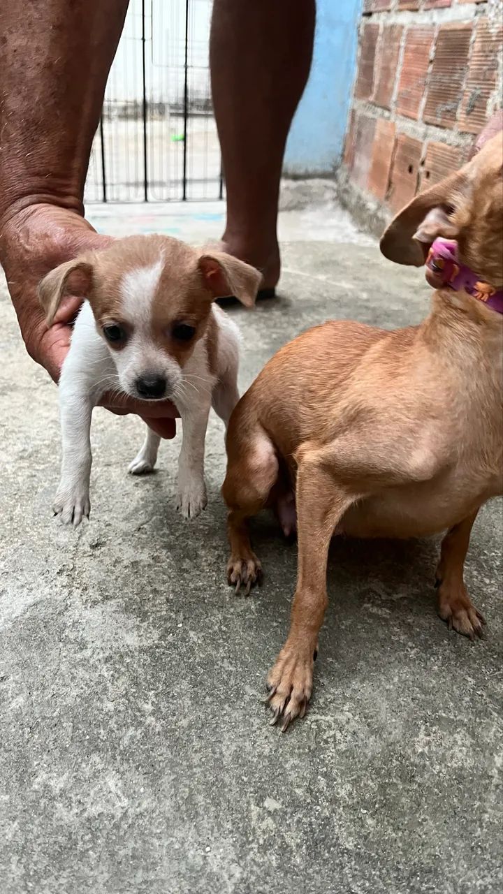 Cachorro  - Foto 2