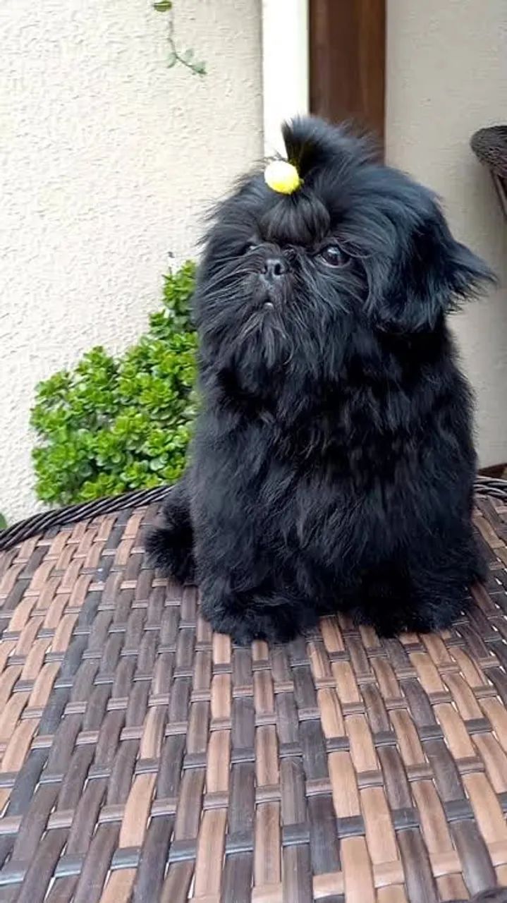 Shitzu mini Preto Raro - Foto 2