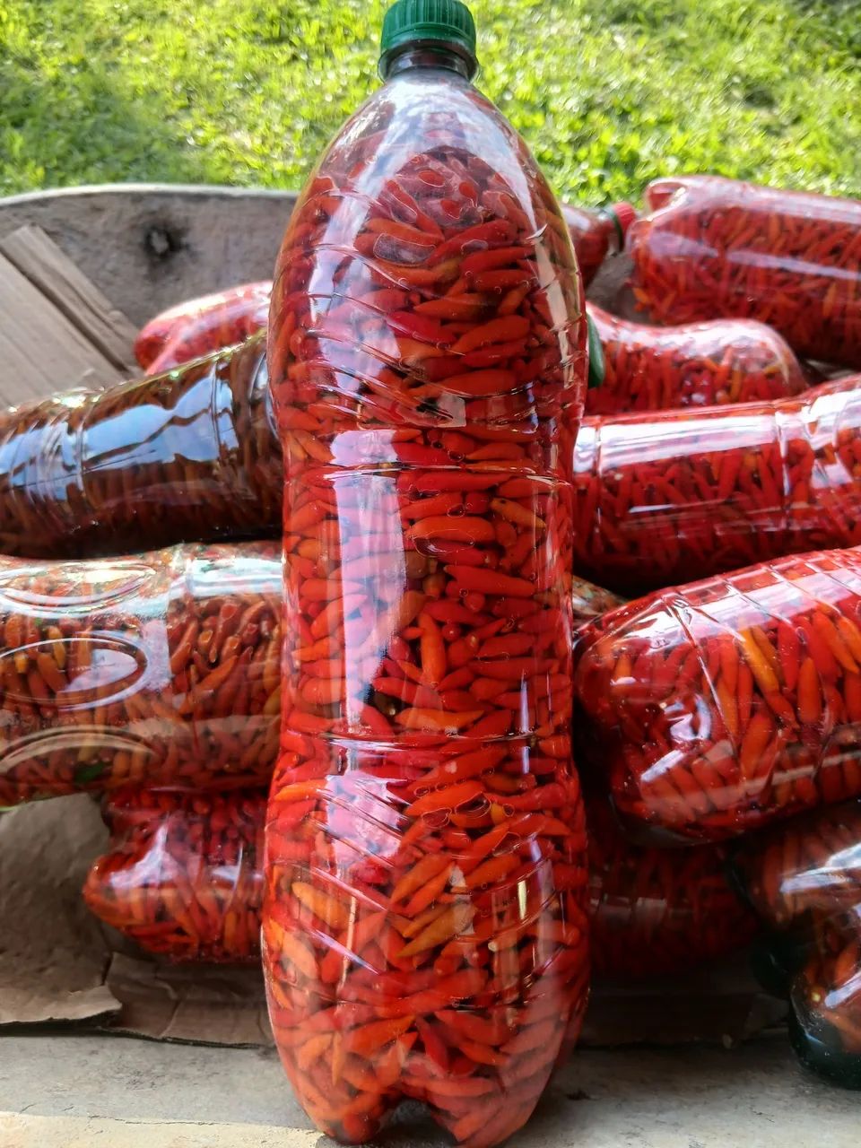 Pimenta malagueta  - Foto 3