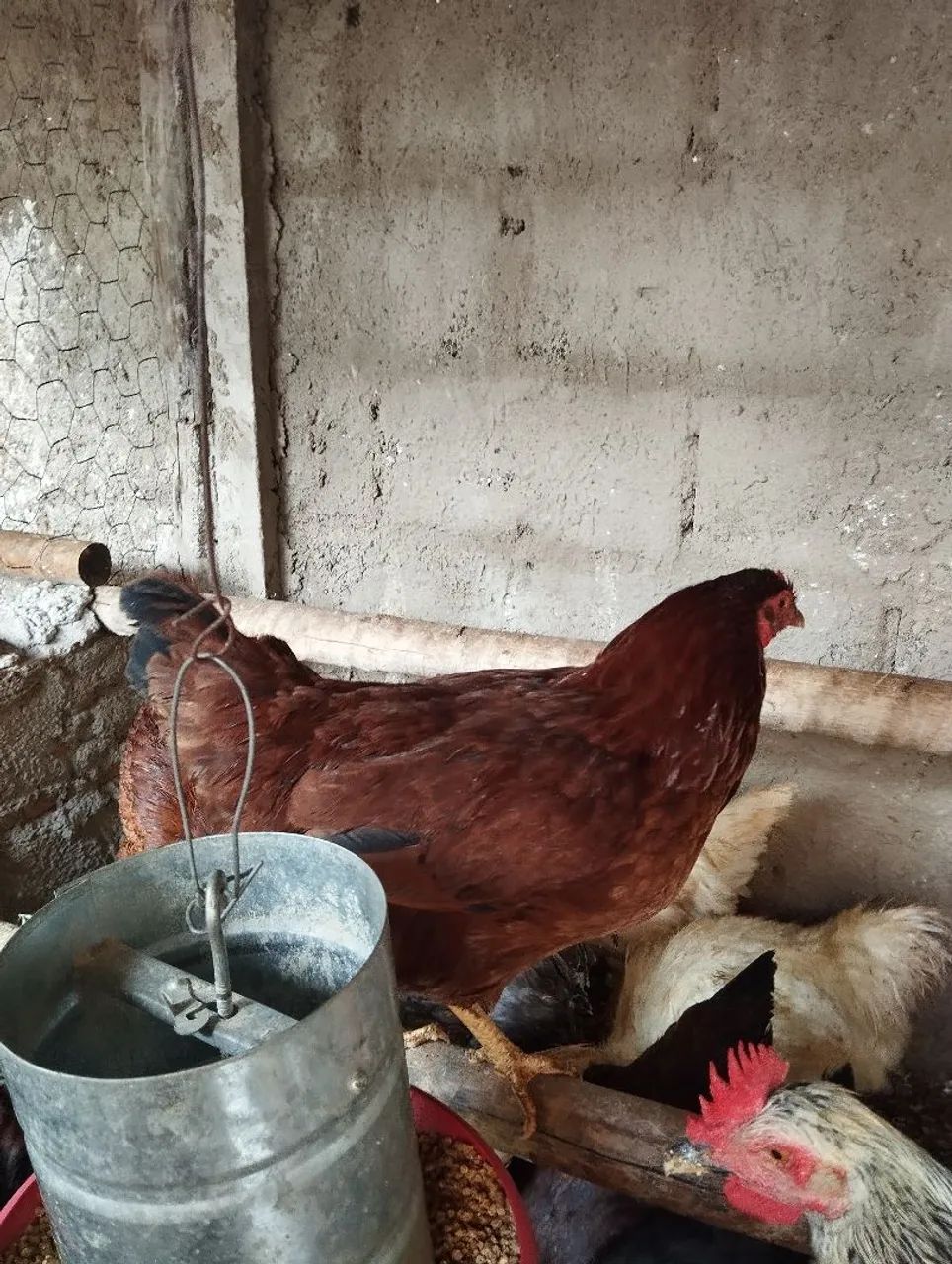 Galinhas Ialand Red padrão americano  - Foto 6