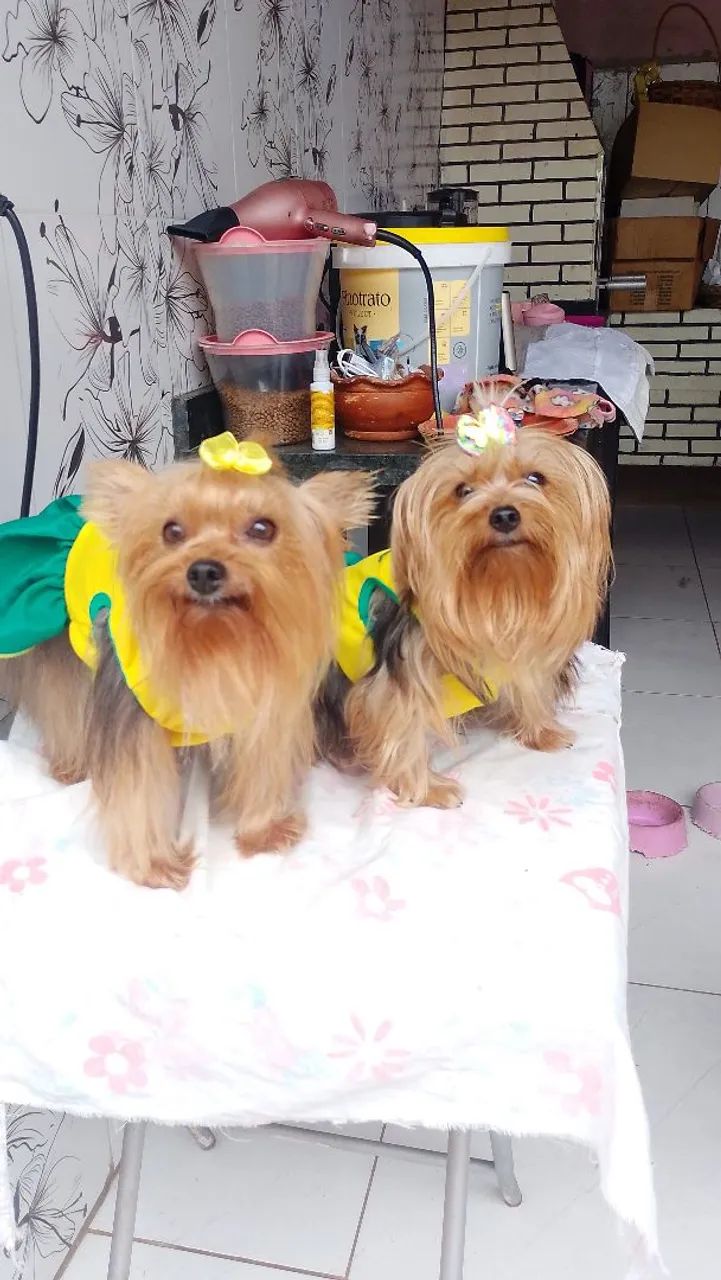 Yorkshire terrier