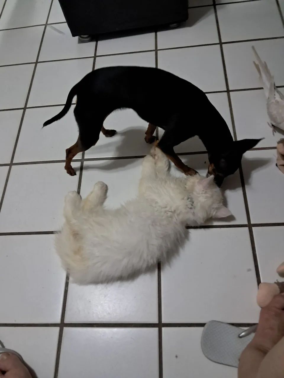 Gato persa lindo e brincalhão  - Foto 5