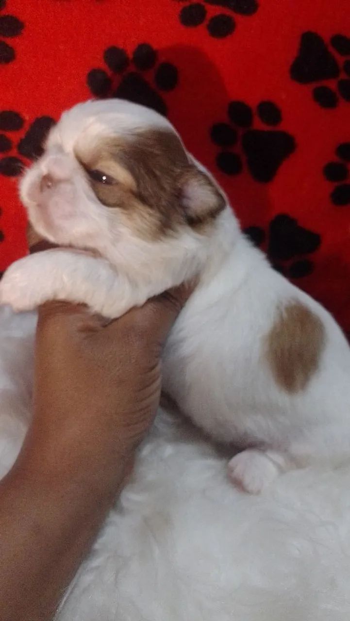 Shitzu 