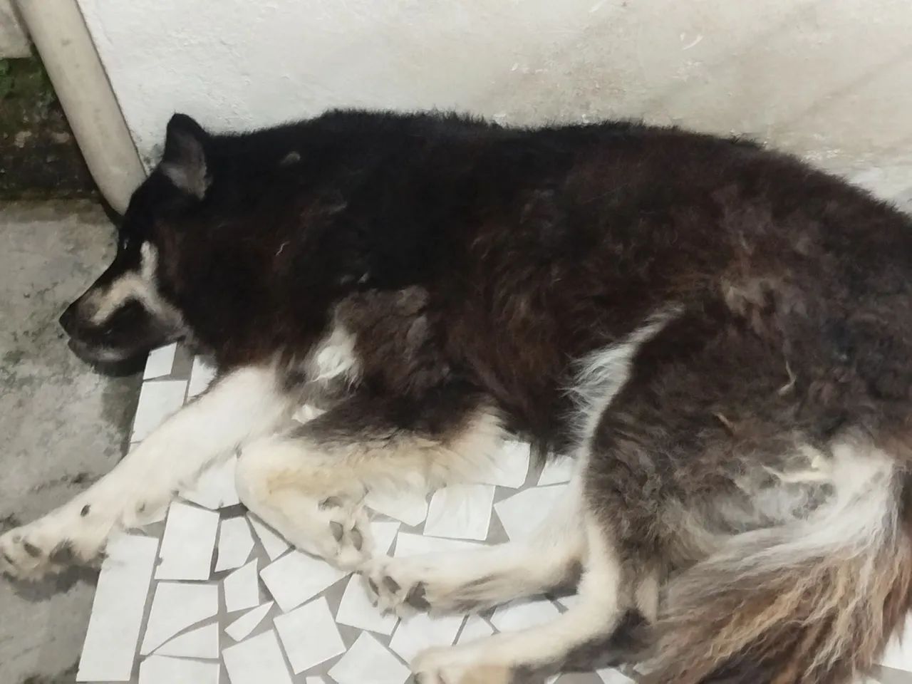 Cachorra - Foto 4