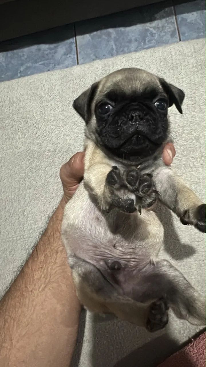 Pug macho  - Foto 2