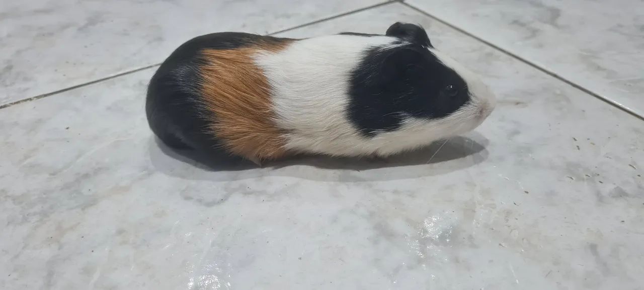 Porquinho da Índia macho  dócil 