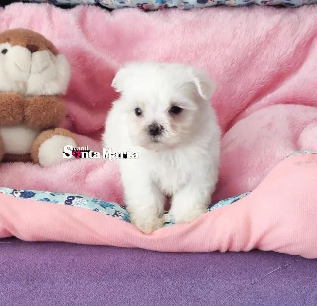 femea maltes mini micro baby face branca pedigree e adestrada - Foto 6
