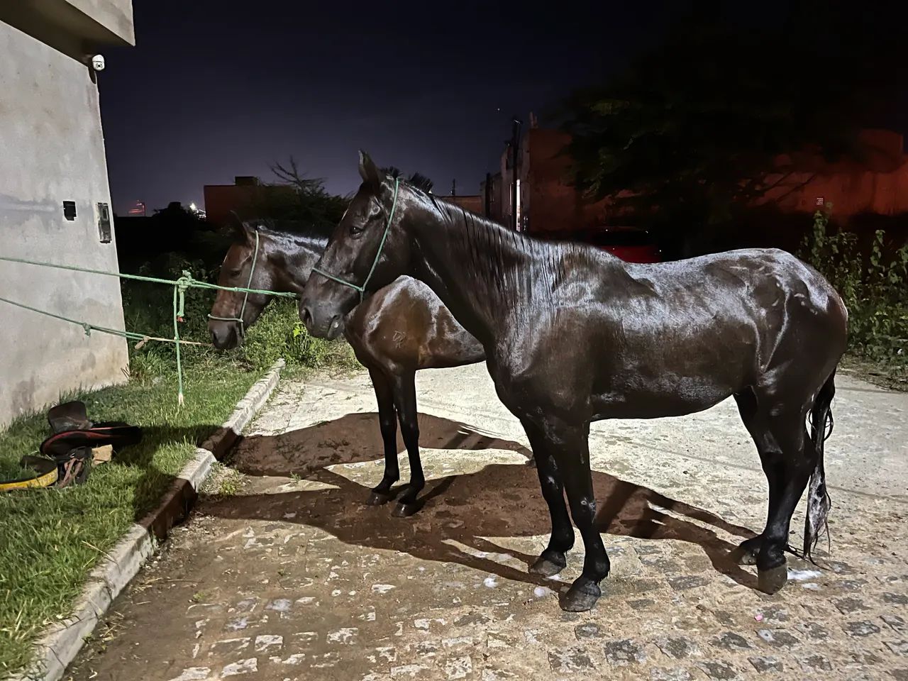 Égua é cavalo  - Foto 5