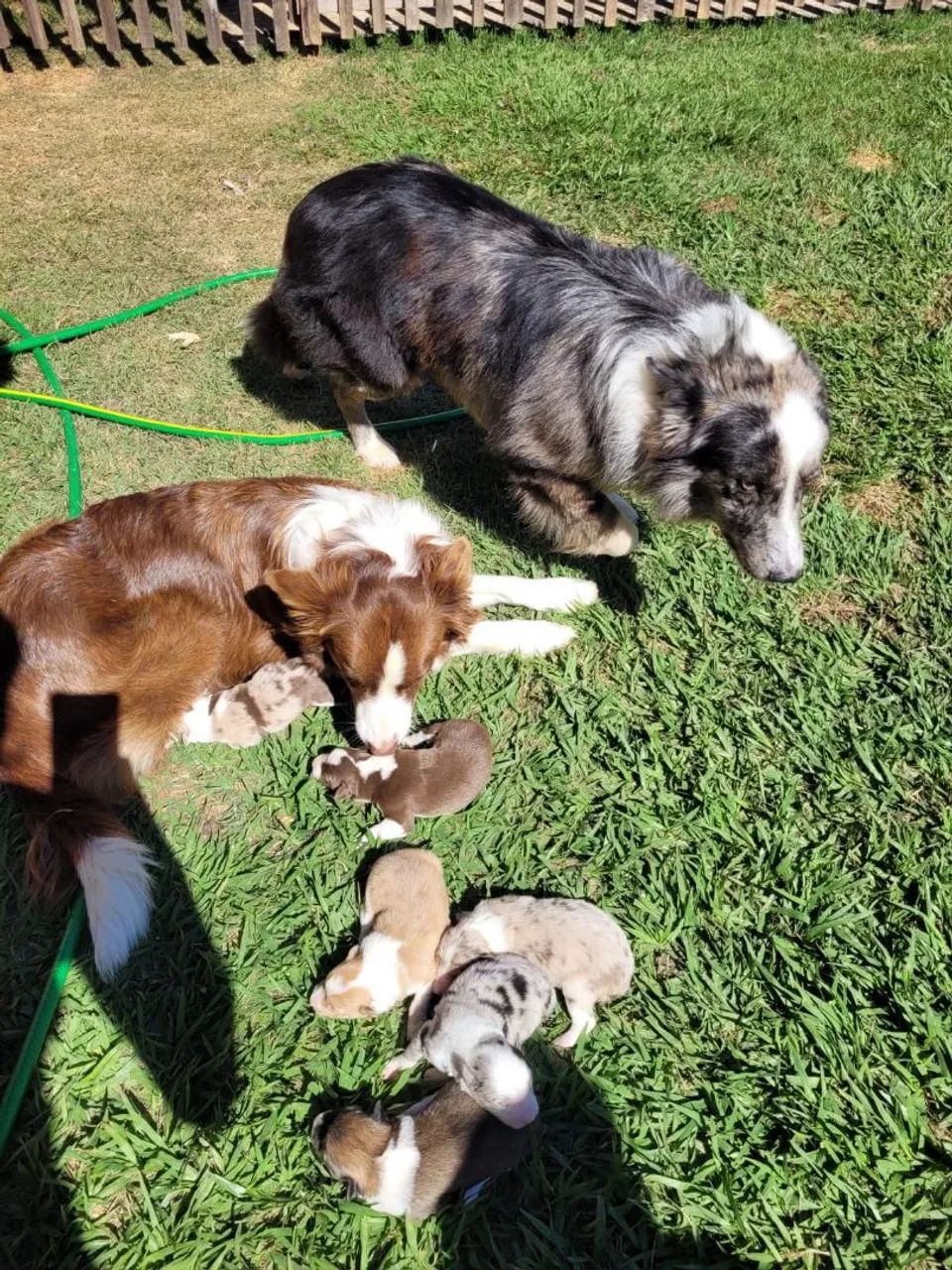 Border Collie 