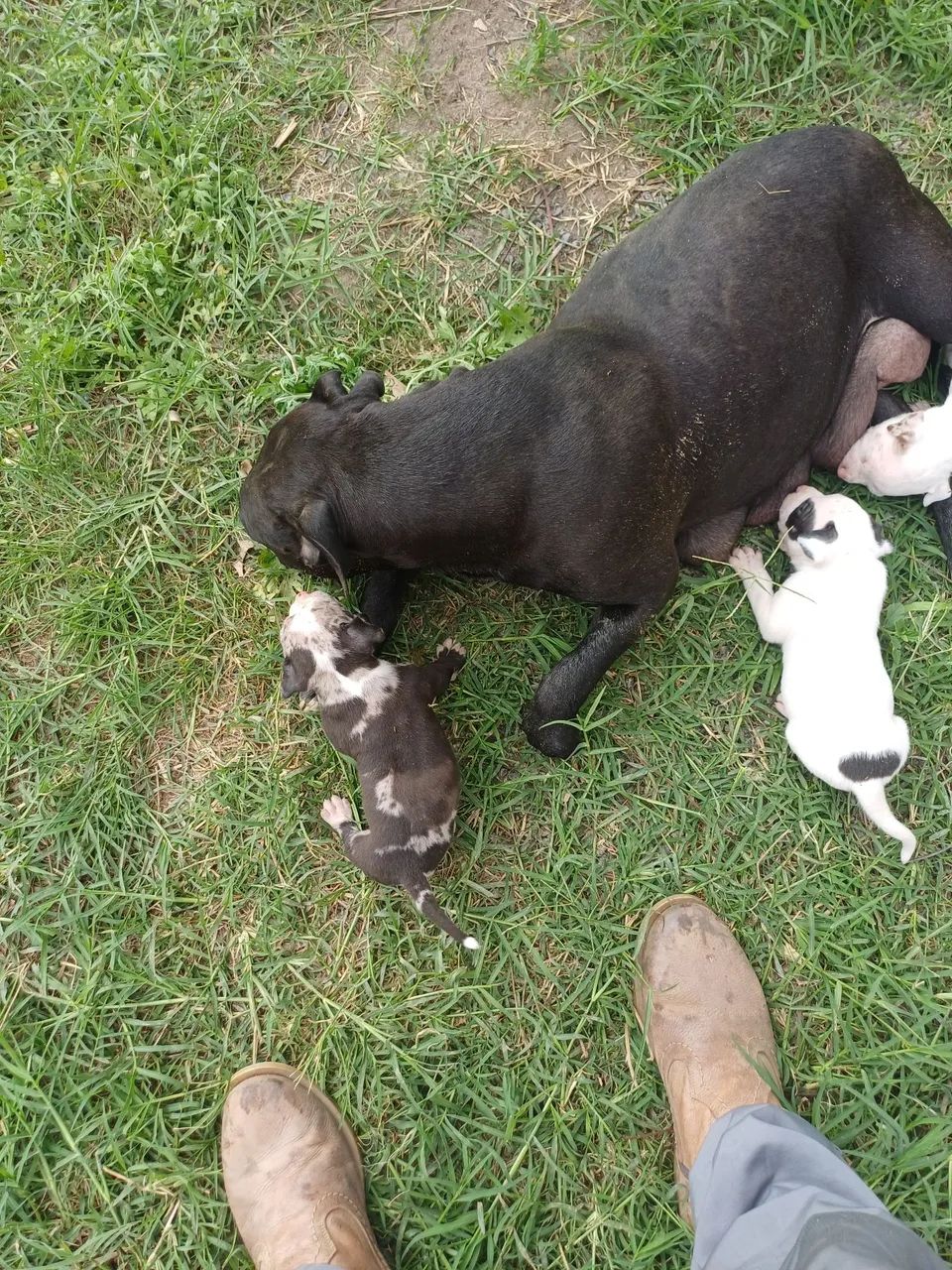 American bully - Foto 2