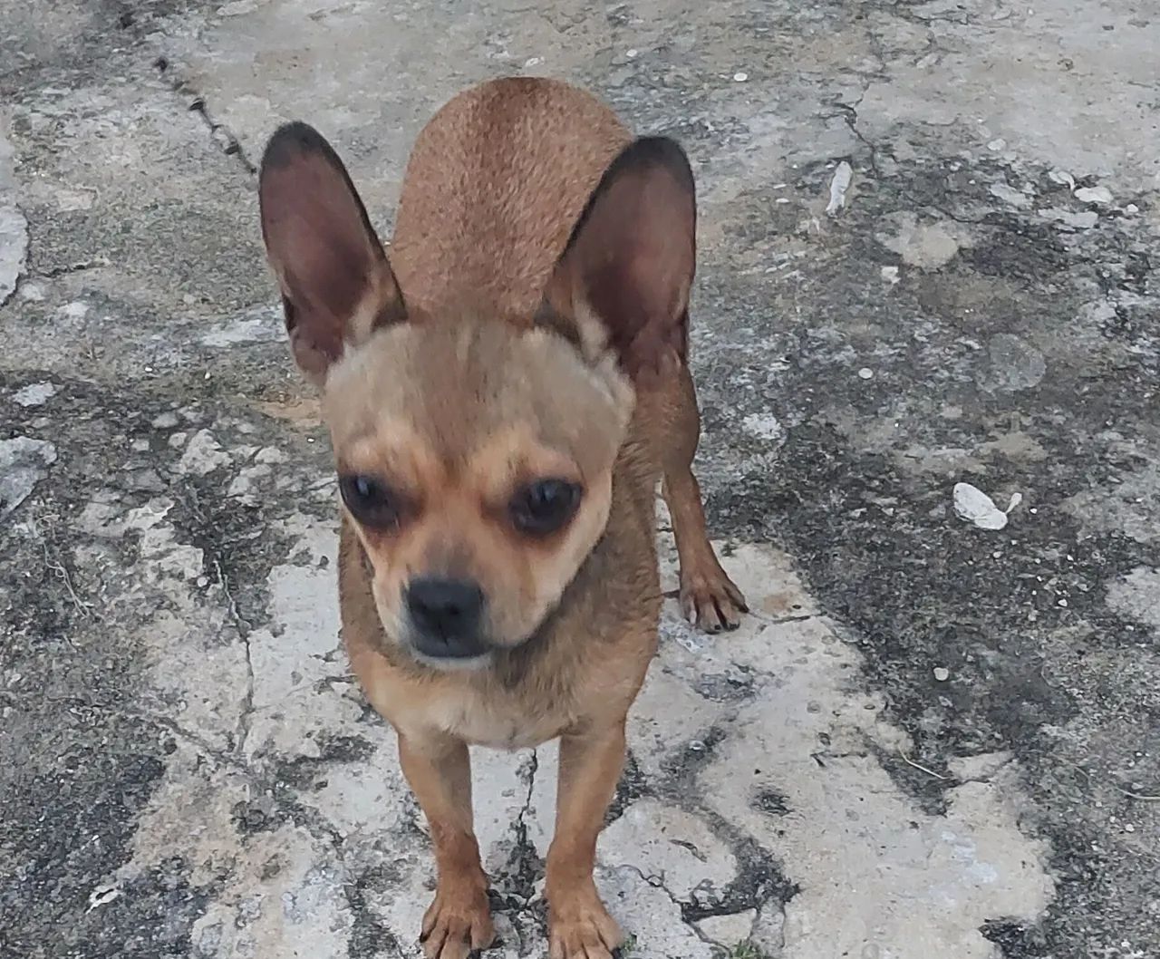 Animais de estimação  - Foto 3