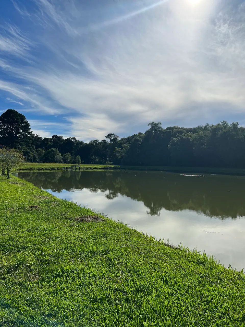 Foto - Fazenda Rio Grande - Eucaliptos