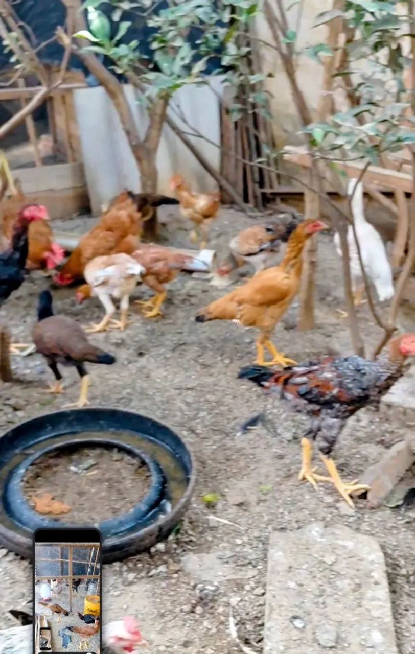 Frango Caipira ( Limpos e Cortados ) - Foto 4