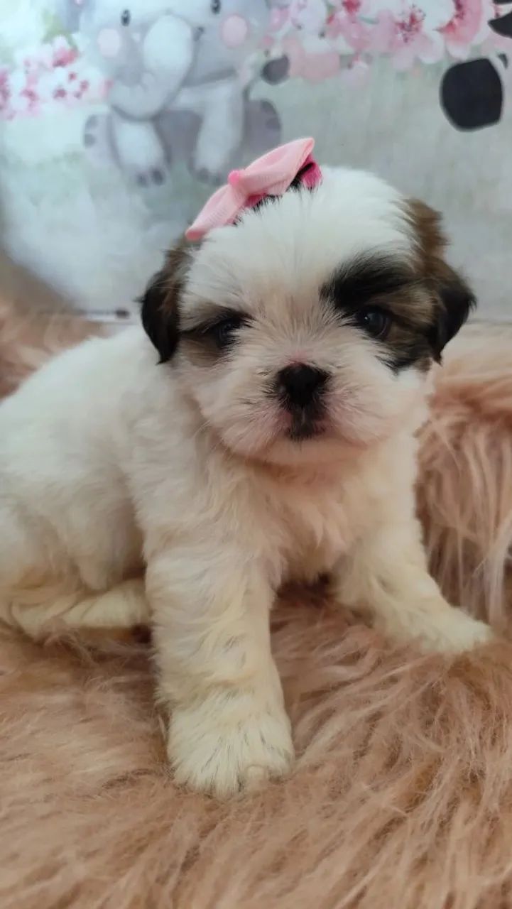 Shihtzu fêmea e macho  - Foto 5