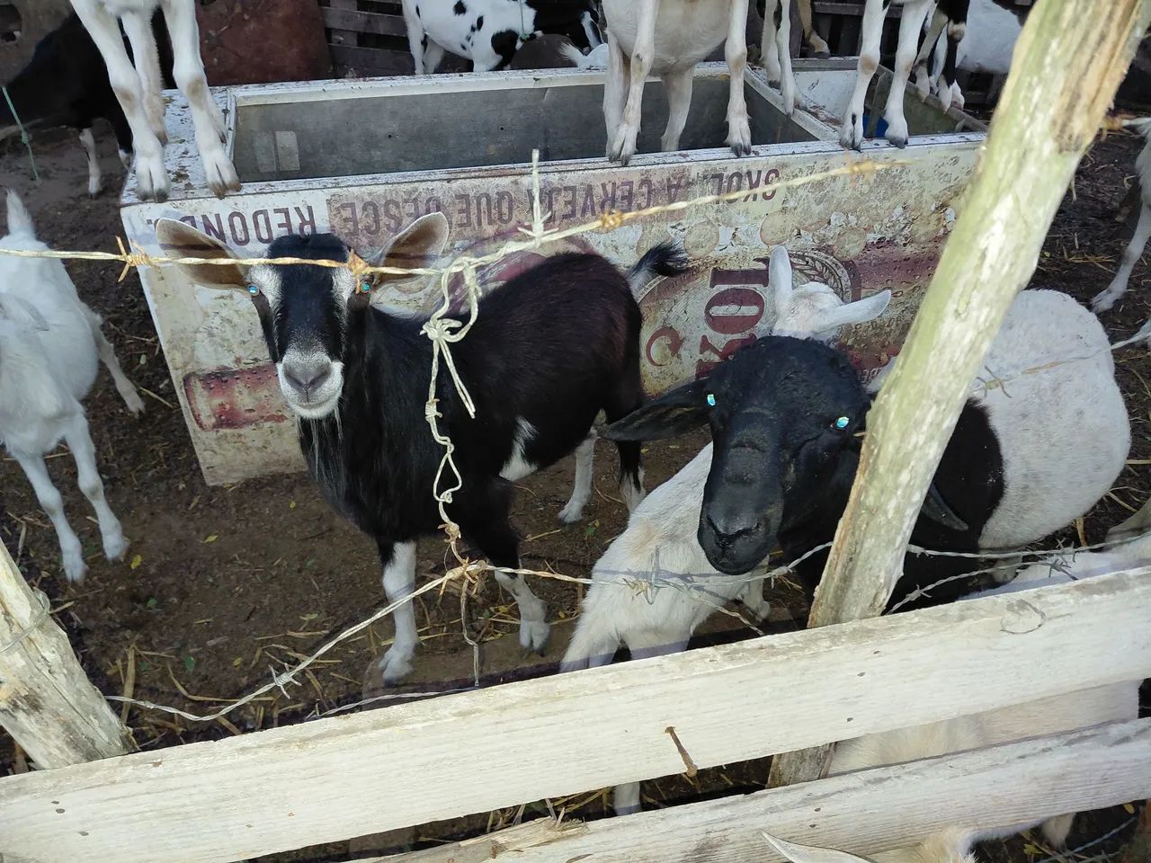 Cabras  - Foto 4