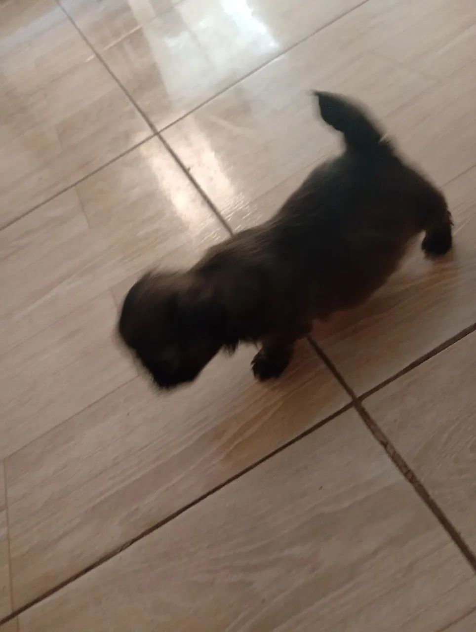 Shitzu Mini
