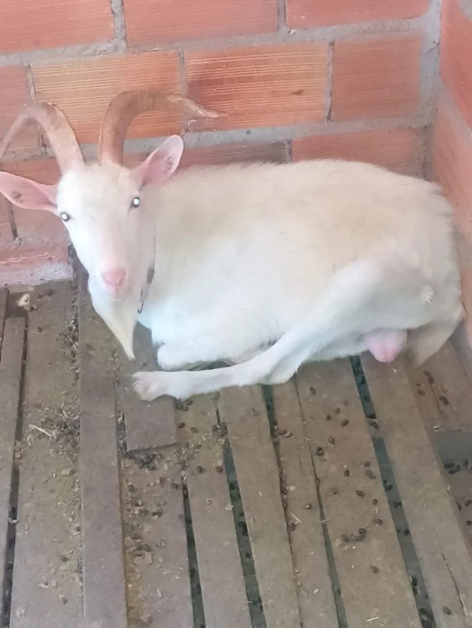 Cabras e bodes - Foto 3