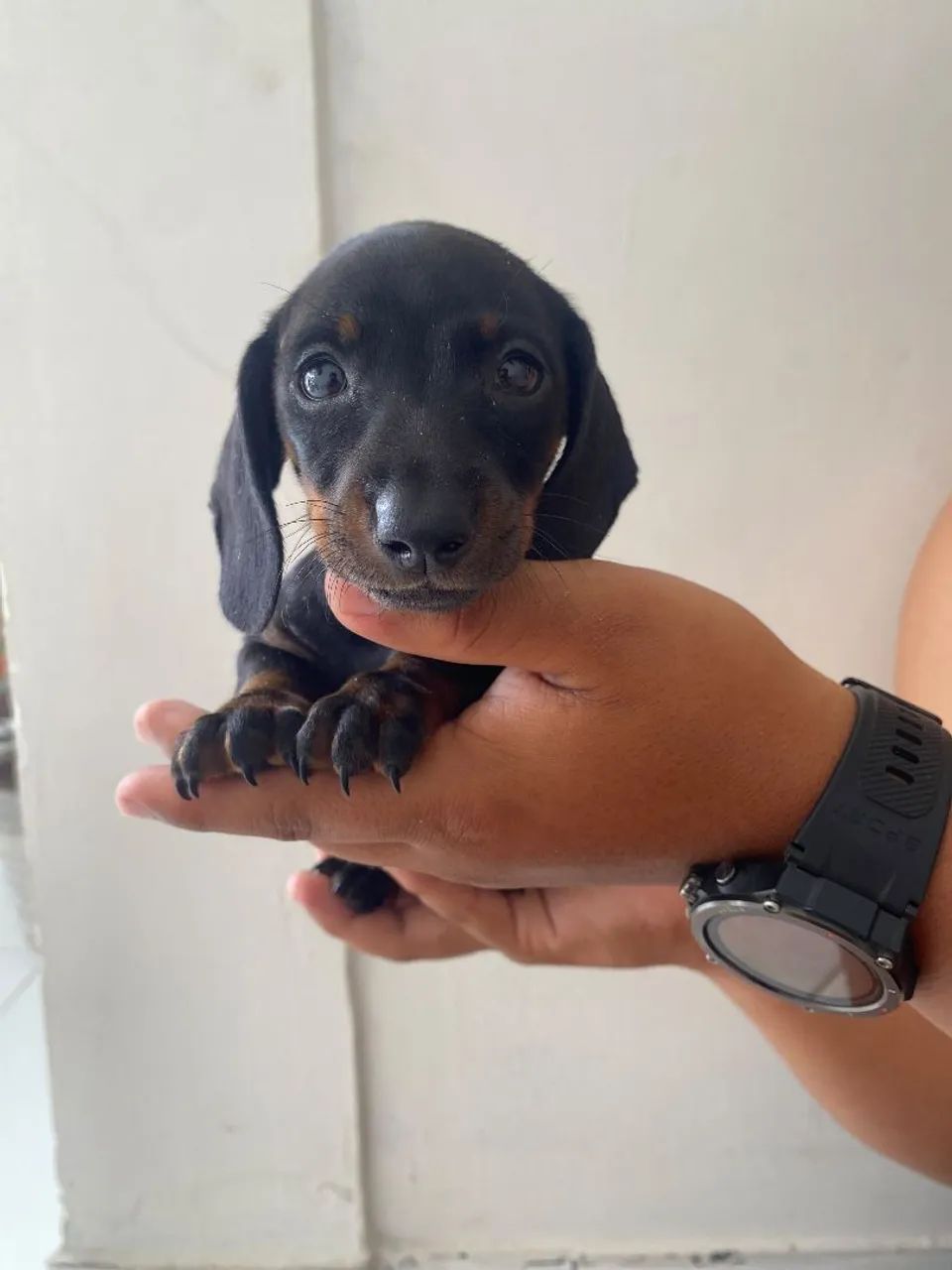 Salsichinha miniatura macho 