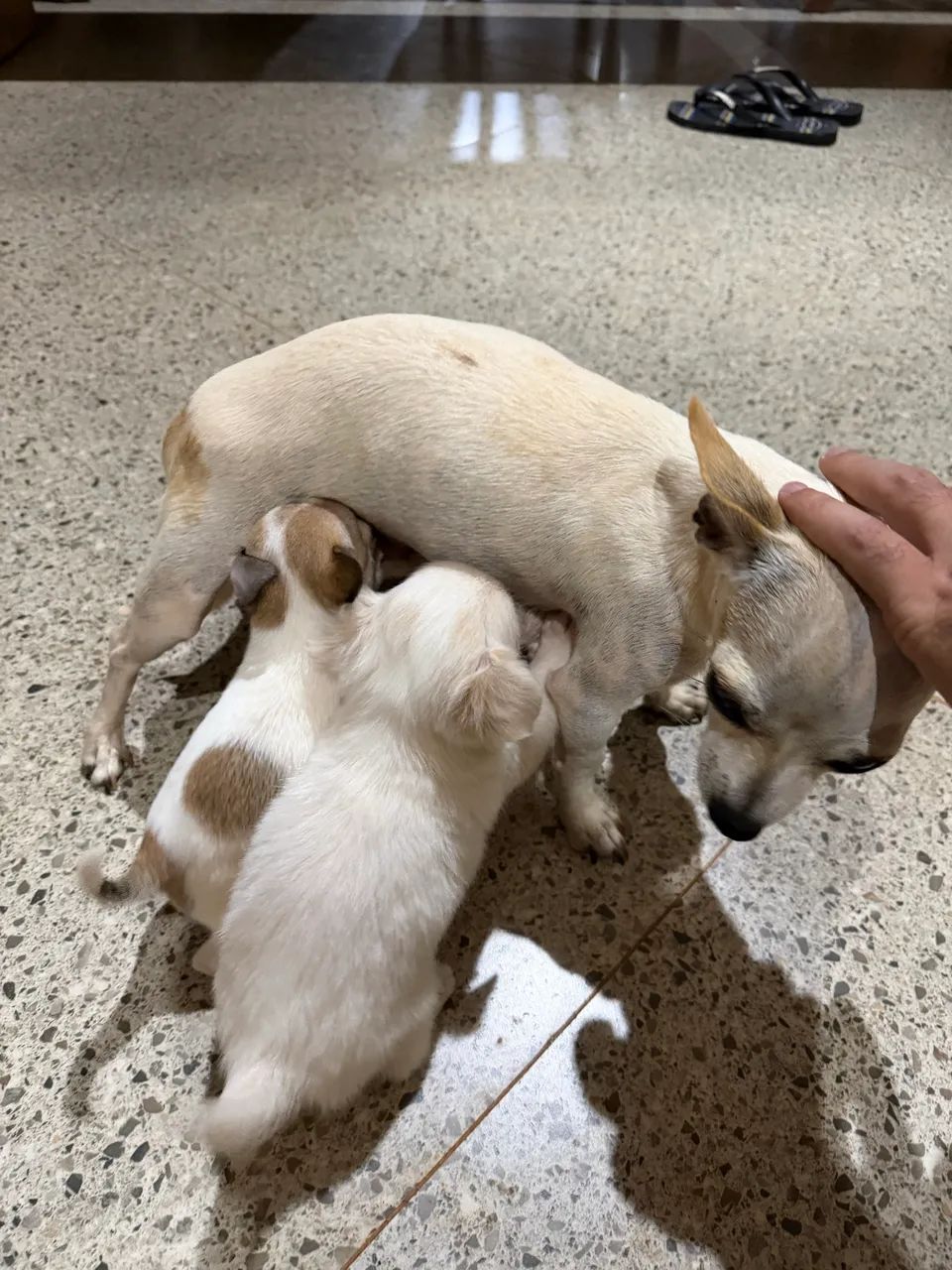 Chihuahua Macho  - Foto 4