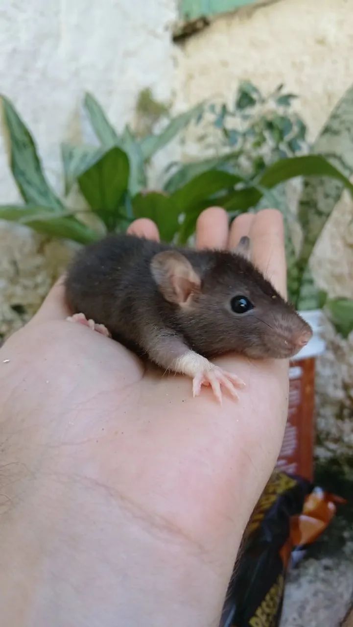 Ratos Twister  - Foto 3