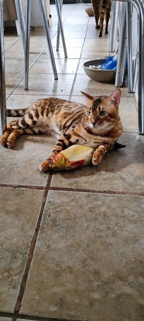 Gato Bengal  - Foto 2
