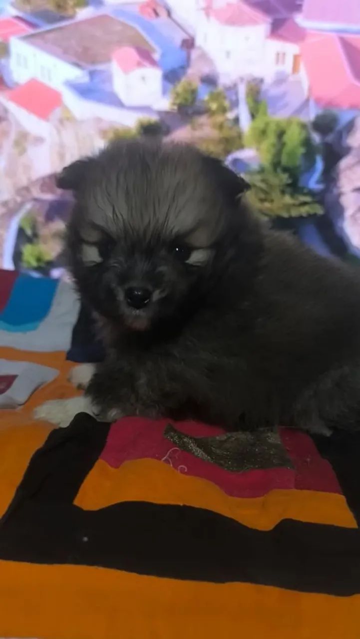 spitz alemão  - Foto 3