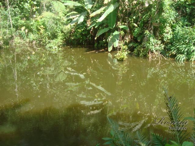 Linda chácara medindo 02 alqueires no rio sagrado em morretes. - Foto 19