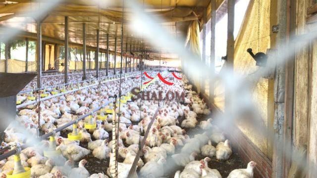 8051 | Sítio à venda em NÃO INFORMADO, MANDAGUAÇU