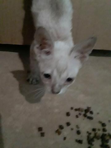 Doa-se gatinho branco - Foto 2
