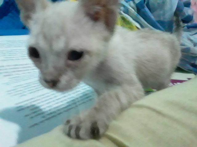 Doa-se gatinho branco
