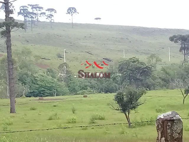8051 | fazenda à venda em fazenda pinhão, pinhão - Foto 4