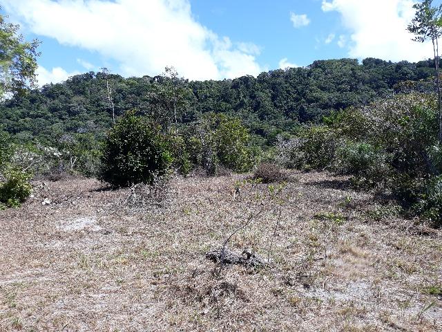 Lote rodovia - ilheus-itacare a 900 metros da praia - Foto 3