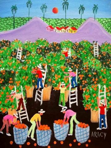 Aracy colheita de laranjas medida 40x50