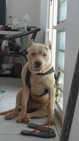 Pitmonster para cobertura