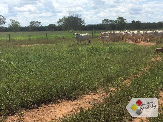 Linda Fazenda estruturada em João Pinheiro MG - Foto 11