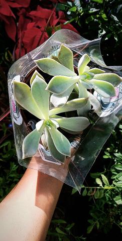 Plantas - Foto 2