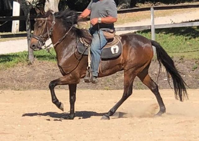 Cavalo marcha picada top - Foto 5