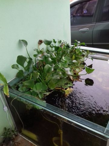 Aquário, plantas, móveis, acessórios - Foto 3