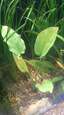 Aquário, plantas, móveis, acessórios - Foto 2