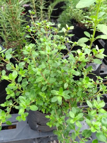 TEMPEROS ORGÂNICOS VARIADOS - Foto 6