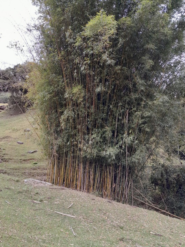 Sítio Angelina, Betânia 34ha - Foto 2