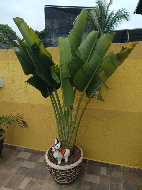 Cacto brasileirinho - Foto 4