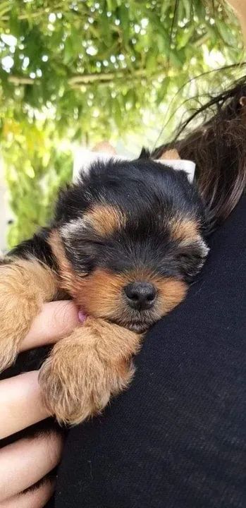 Belíssimos filhotes de Yorkshire terrier porte micro - Cachorros e ...