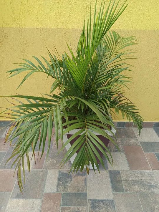 Cacto brasileirinho - Foto 5