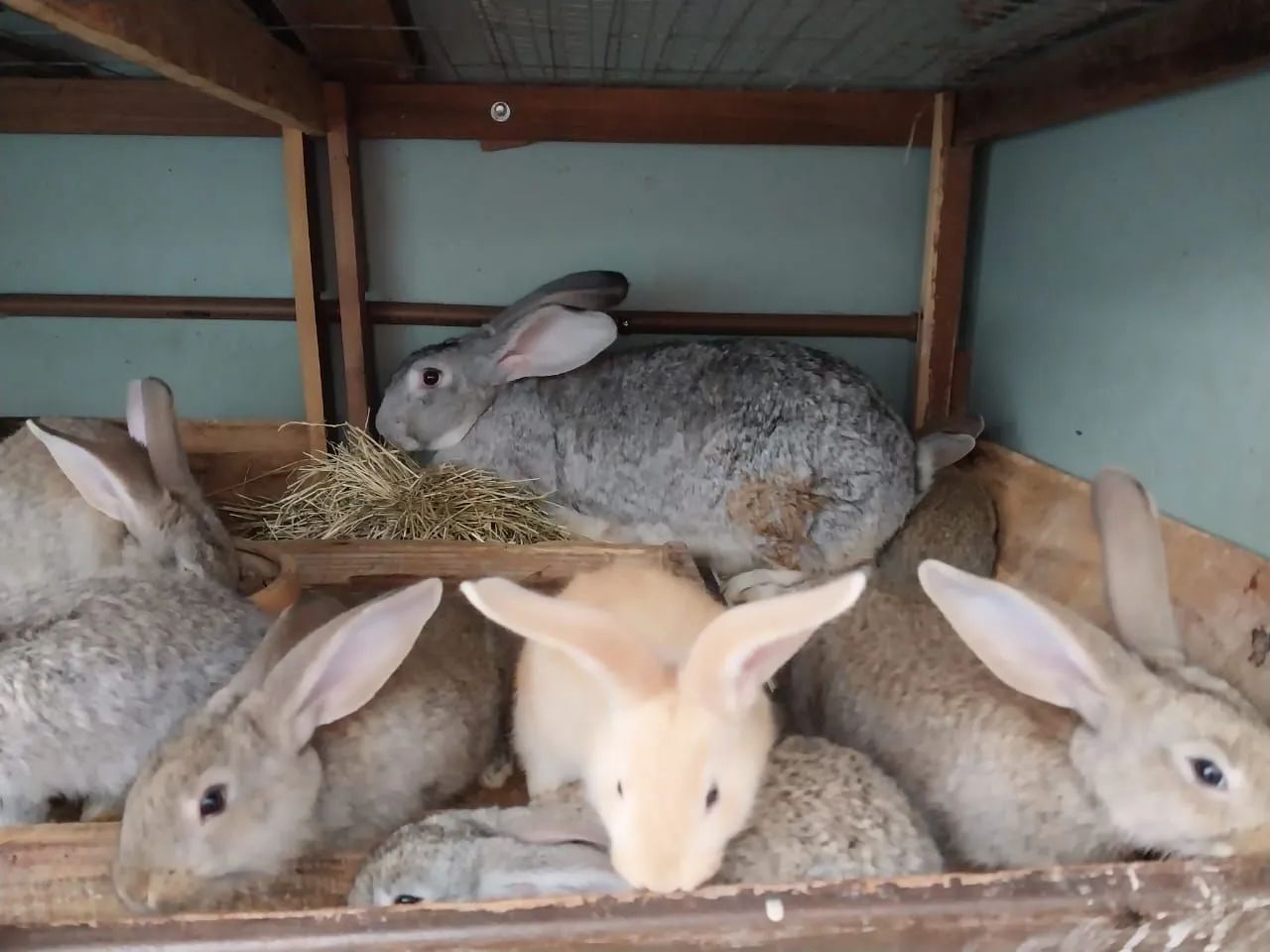 Vendo Coelho Gigante Flandres 