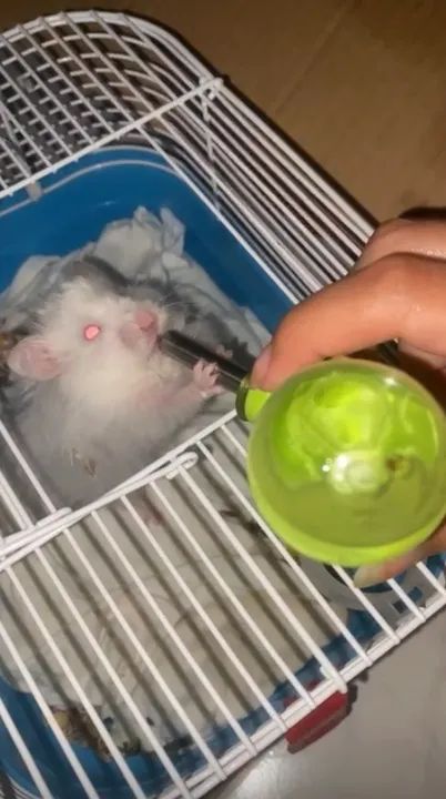 Hamster fofinho para adoção