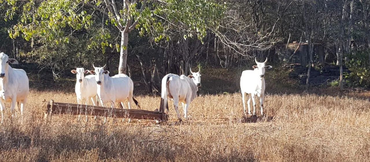 Area 240 Hecatres!! Escriturada e Geo Referenciada!!!Aceita veiculo e Imovel... - Foto 14