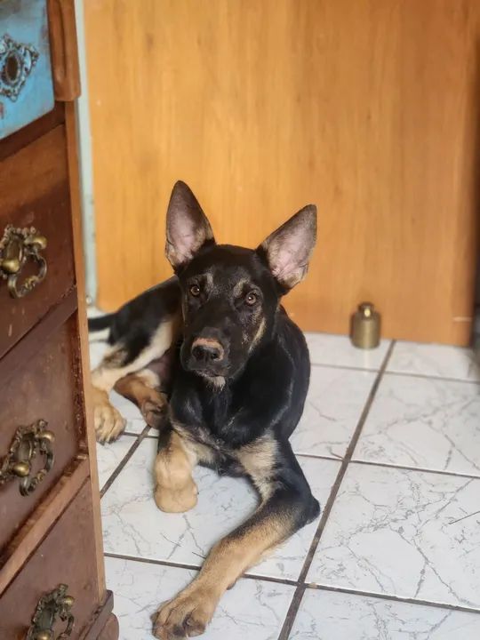 Doação Filhote de Pastor Alemão - Foto 3