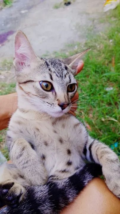 Gata dócil e castrada para adoção - Foto 4